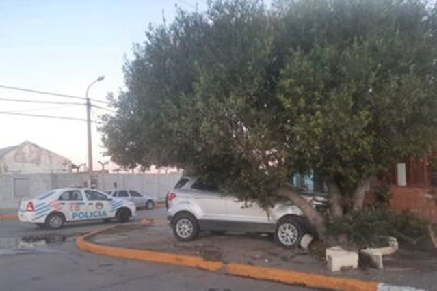 Conductor choco contra un árbol y no le hicieron la alcoholemia Conductor choco contra un árbol y no le hicieron la alcoholemia