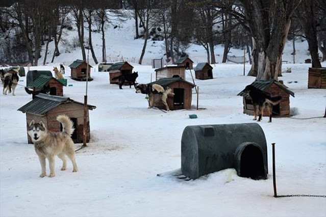 La provincia regulo la tenencia de perros de trabajo en los Centros Invernales