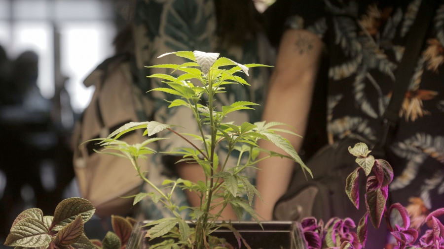 Promulgaron la Ley de Cannabis Medicinal y Cáñamo Industrial