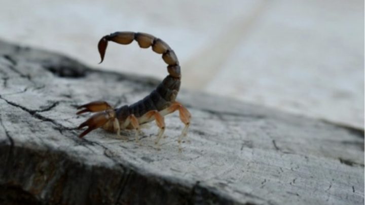 Un niño de cuatro años murió por la picadura de un alacrán