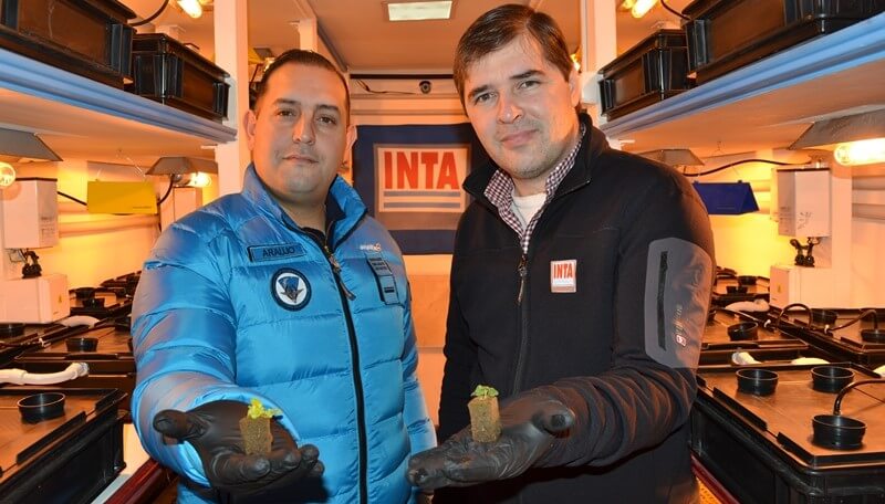 Nacieron las primeras rúculas y lechugas en la Antártida: cómo es la “huerta” de la Base Marambio