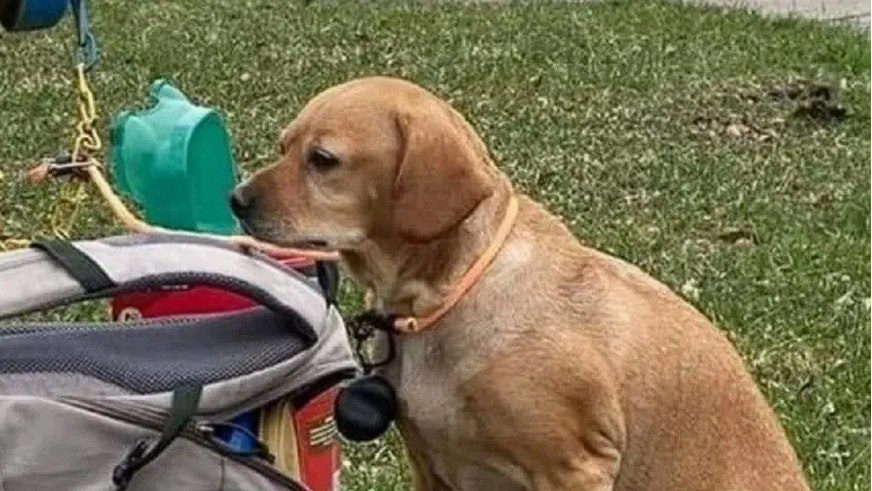 Abandonó a su perro con una mochila llena de juguetes y dejó una emotiva nota que se volvió viral