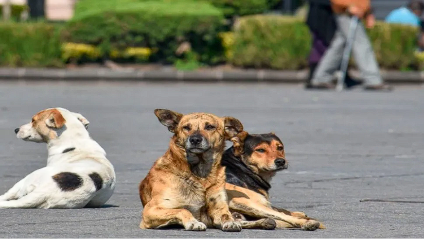 Tres perros cubrieron a un hombre accidentado y evitaron que muriera por hipotermia