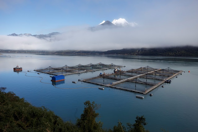 Pesquera pide a la Legislatura habilitar la salmonicultura en TDF