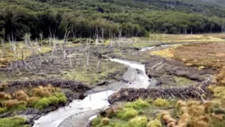 Relevan los grandes daños que causa el castor en el lado chileno de Tierra del Fuego