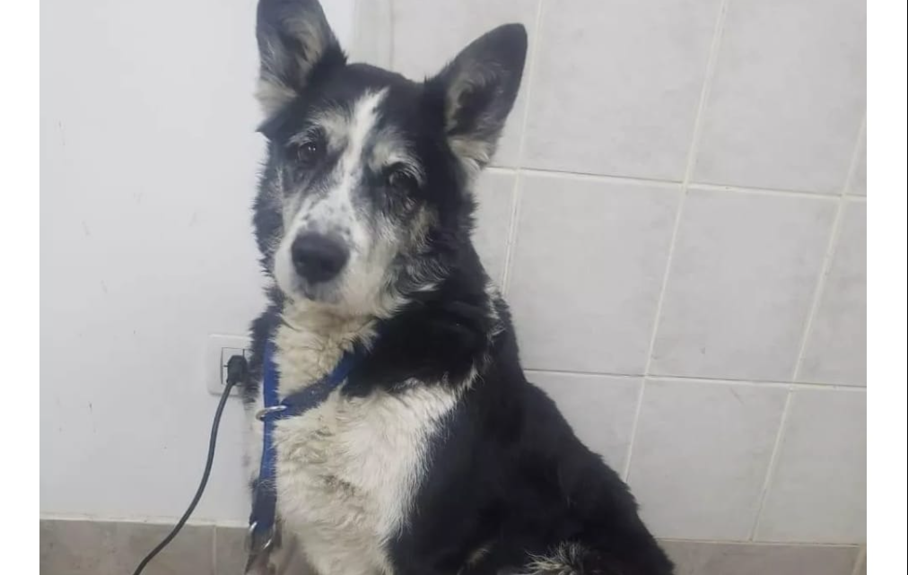 Piden la ayuda de los vecinos para operar a «Pepo», el perro de la Comisaría Tercera