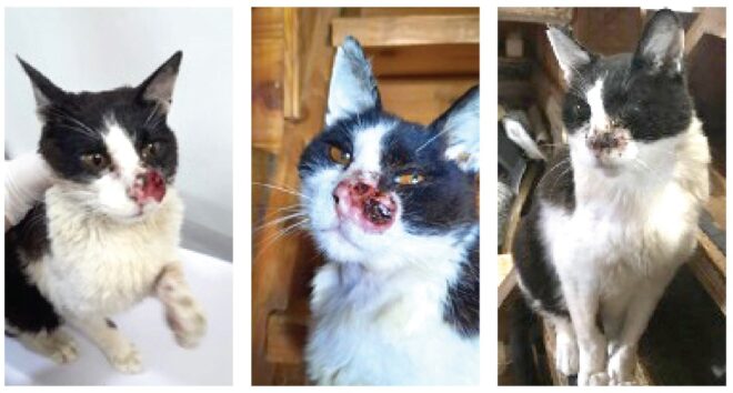 ARAF pide ayuda económica para que el gato Bernardo pueda superar un cáncer