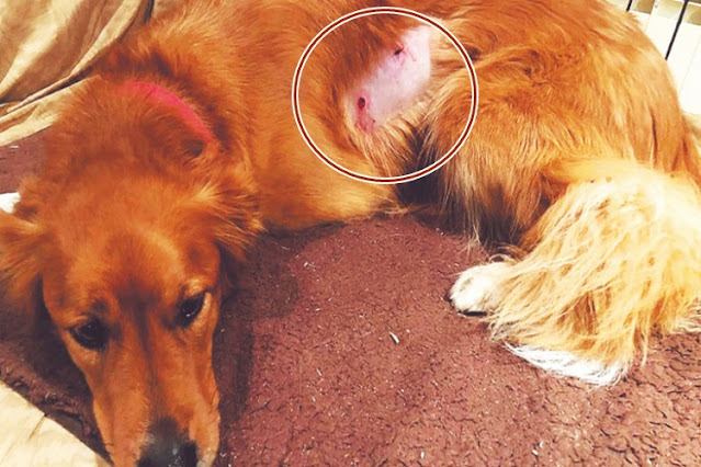 Desde la Justicia buscan dar con el autor de balear a una mascota con un aire comprimido