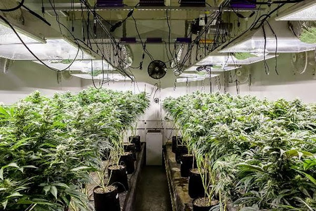 La Justicia Federal impidió incautar marihuana de un invernadero, luego de un incendio en Ushuaia