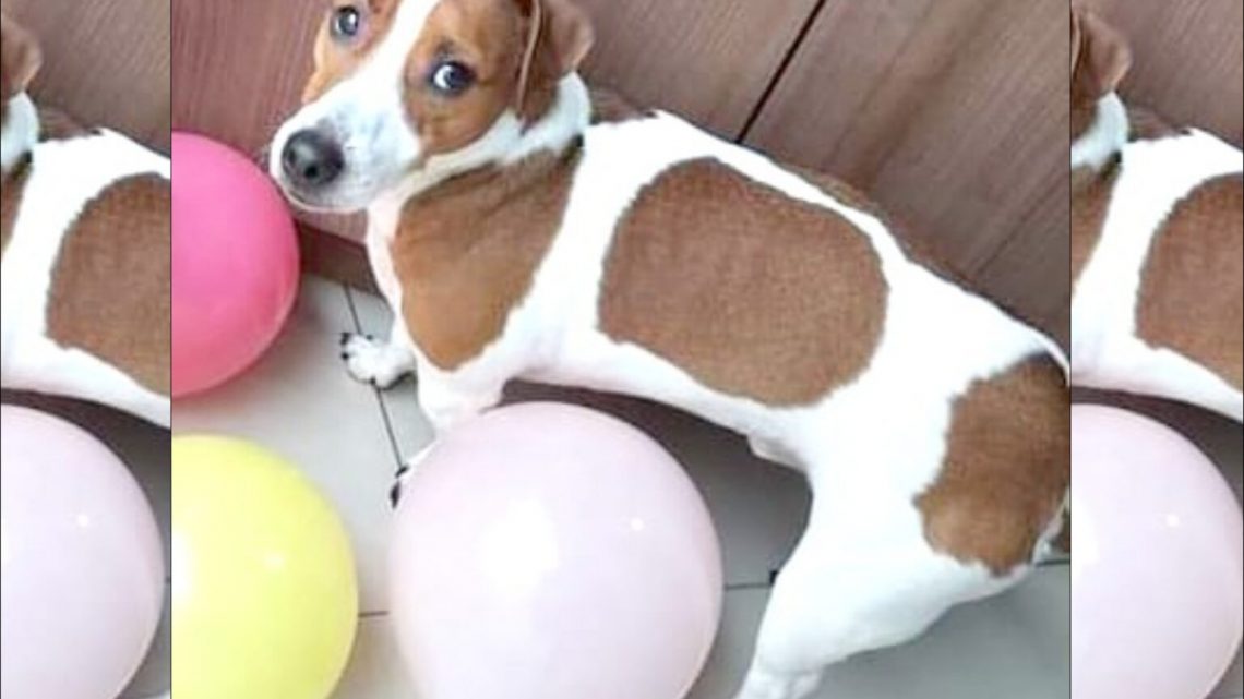 Buscamos a “Gordo”