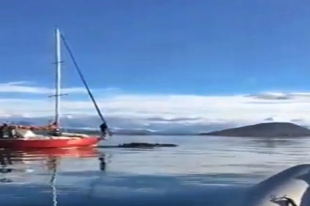 Ballena embestida por un velero en el Canal Beagle, para la Justicia no hubo delito
