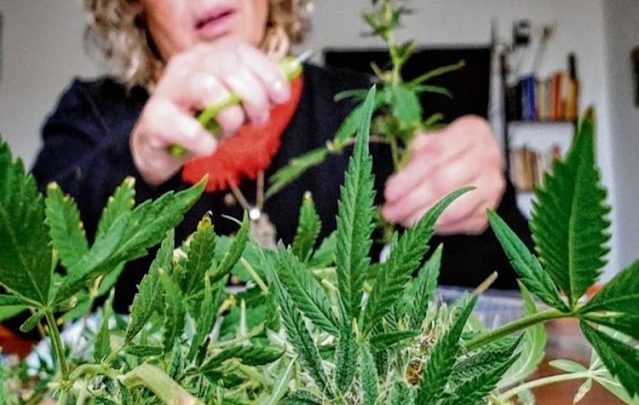 Concejales aprobaron el registro municipal de cultivadores canabicos