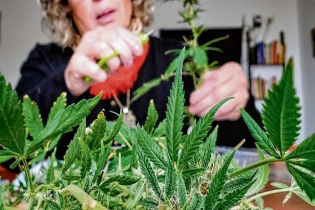 Concejales aprobaron el registro municipal de cultivadores canabicos