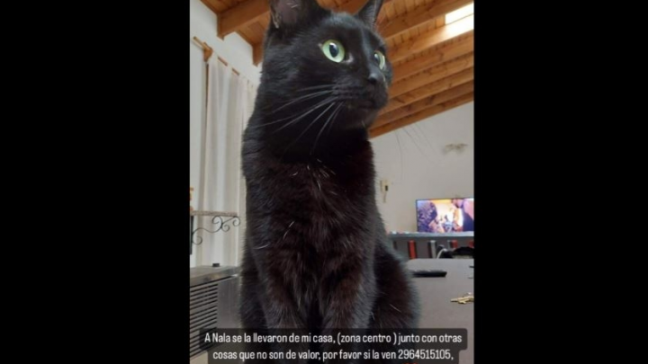 Entraron a robar a una vivienda de Río Grande: se llevaron hasta el gato