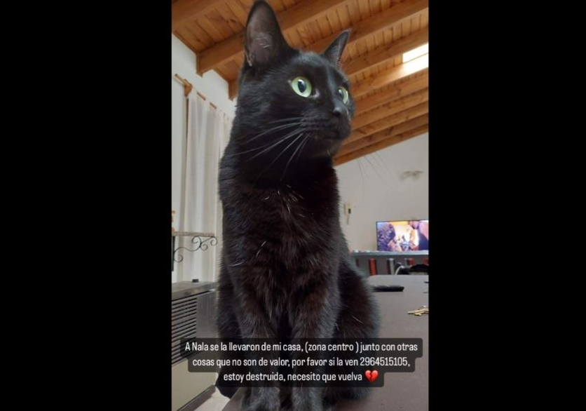 Entraron a robar a una vivienda de Río Grande: se llevaron hasta el gato