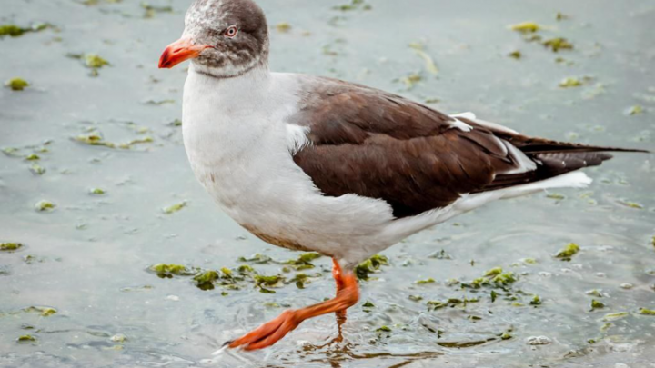 LA MUNICIPALIDAD DE USHUAIA ACOMPAÑÓ A ESTUDIANTES EN LA RECORRIDA POR BAHÍA ENCERRADA ORGANIZADA POR ABE