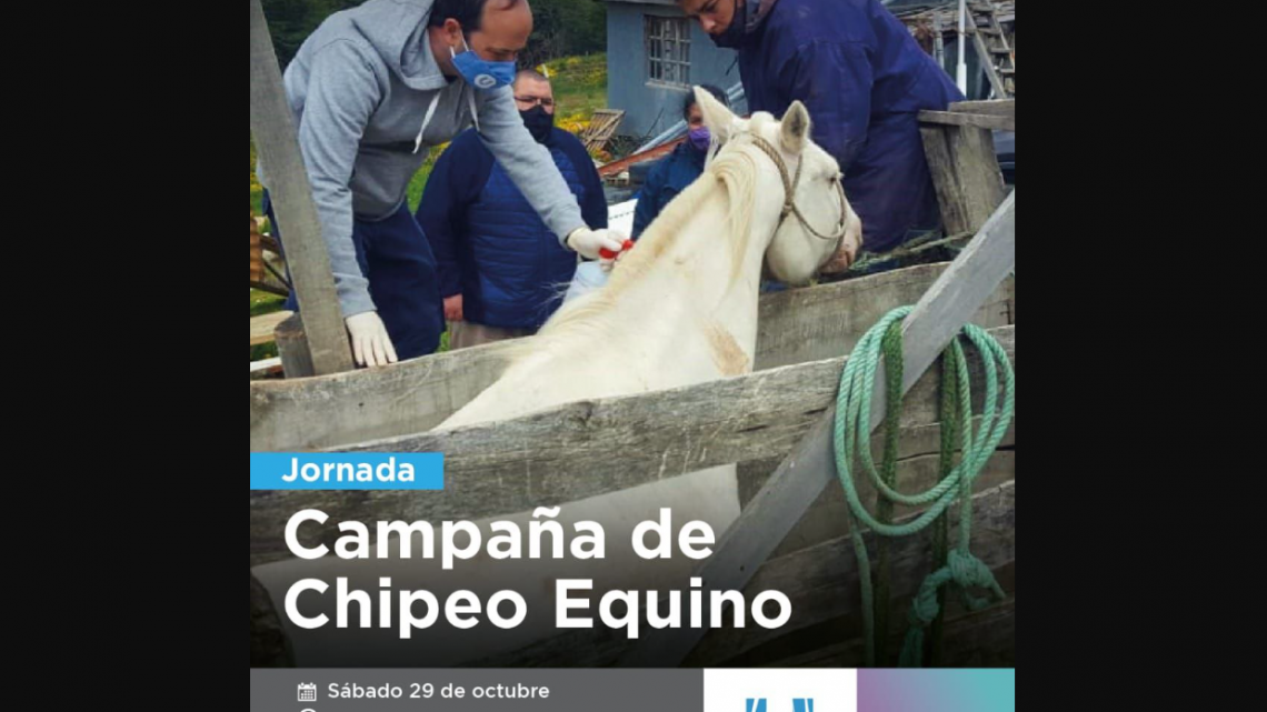 LA MUNICIPALIDAD DE USHUAIA REALIZARÁ UNA CAMPAÑA DE CHIPEO DE EQUINOS