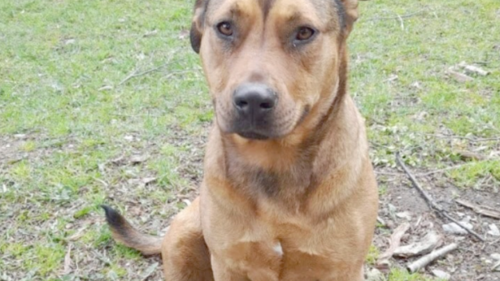 Buscan a Mía, una perra que habría sido ahorcada