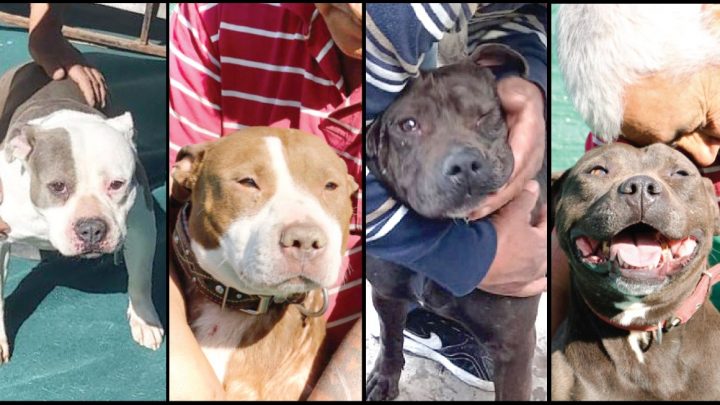 Desde Ushuaia a Buenos Aires: cuatro perras mordedoras serán rehabilitadas