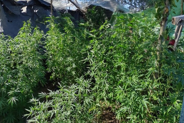 Allanamiento con sorpresa, fueron por un robo y se encontraron 28 plantas de marihuana