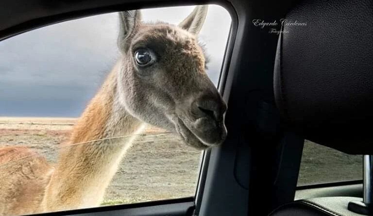 La foto viral del guanaco que se acercó a saludar a un fotógrafo La foto viral del guanaco que se acercó a saludar a un fotógrafo