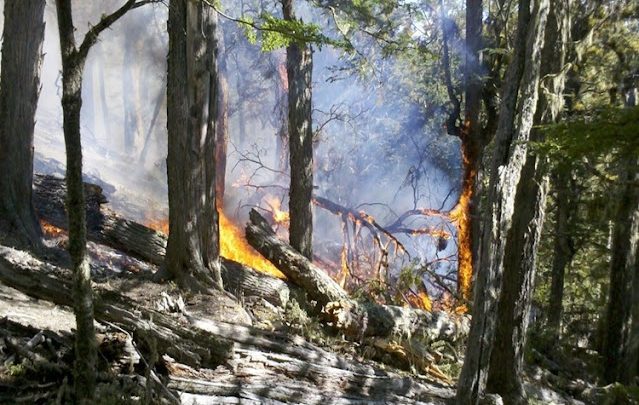 Confirmaron que se reactivo el incendio forestal en el Corazon de la Isla