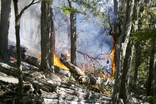 Confirmaron que se reactivo el incendio forestal en el Corazon de la Isla