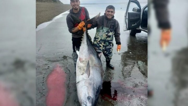 RIO GALLEGOS: Pescadores riogalleguenses capturaron un atún de 250kg