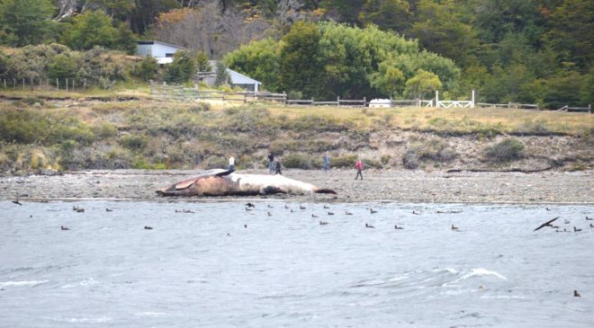Investigan varamiento de una ballena en las costas del Canal Beagle Investigan varamiento de una ballena en las costas del Canal Beagle