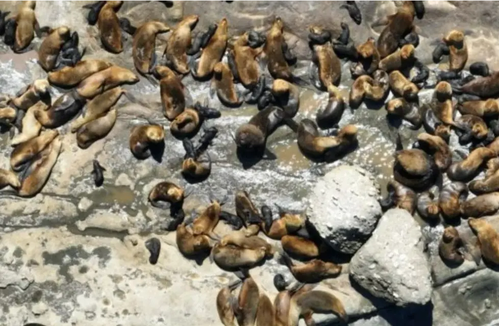 Después de dos años se registró un nuevo récord de nacimientos de lobos marinos en Chubut