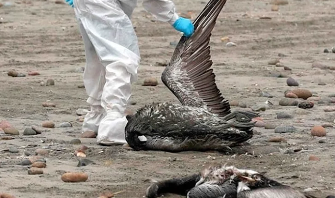 Gripe aviar, SENASA confirmo que enviaron analizar aves muertas en TDF Gripe aviar, SENASA confirmo que enviaron analizar aves muertas en TDF