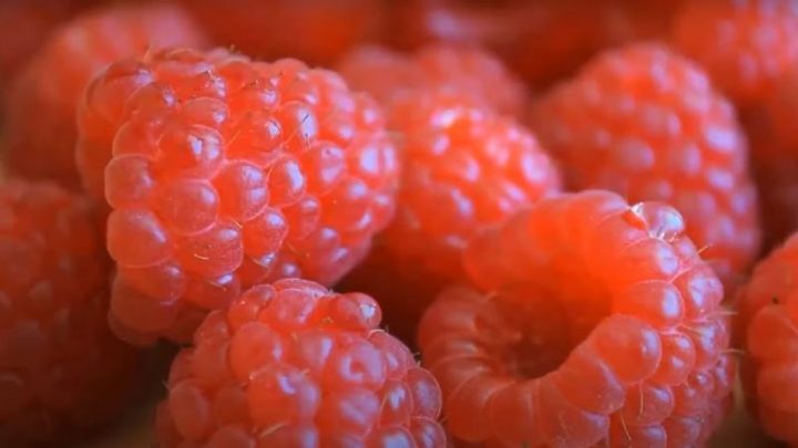 Impulsan en Tierra del Fuego la producción comercial de frutas finas