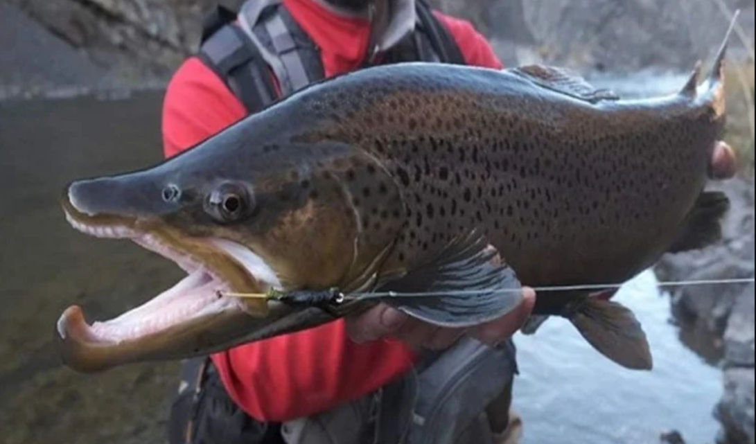 Gobierno habilito cotos de pesca para residentes de TDF