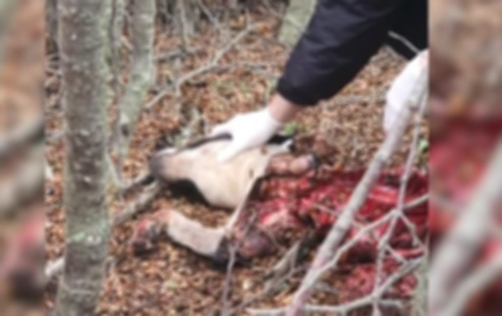 CRUELDAD: ENCONTRARON UN PERRO FAENADO EN TOLHUIN [Imágenes sensibles]