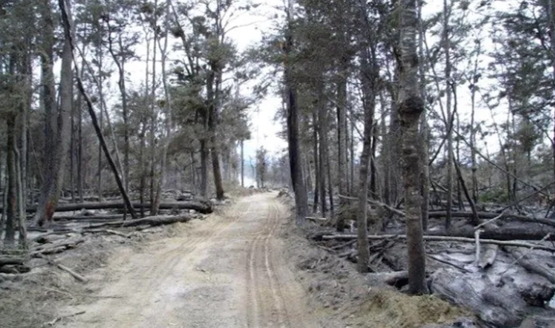 La lluvia y la nieve terminaron de apagar el incendio forestal en TDF