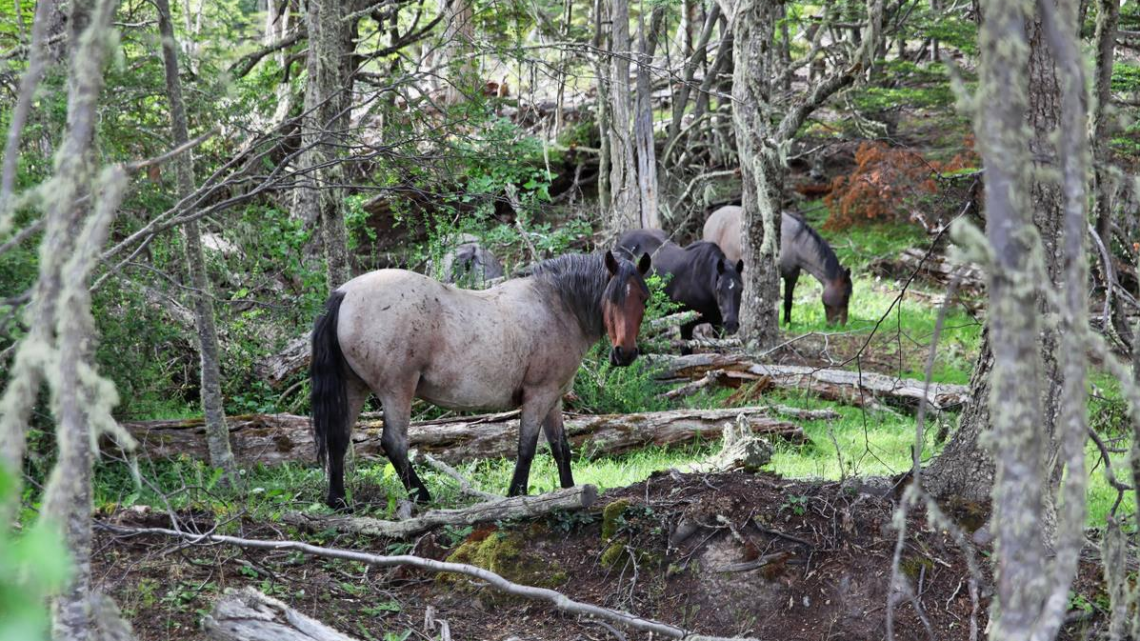 ARAF impulsará una ordenanza para proteger a los equinos