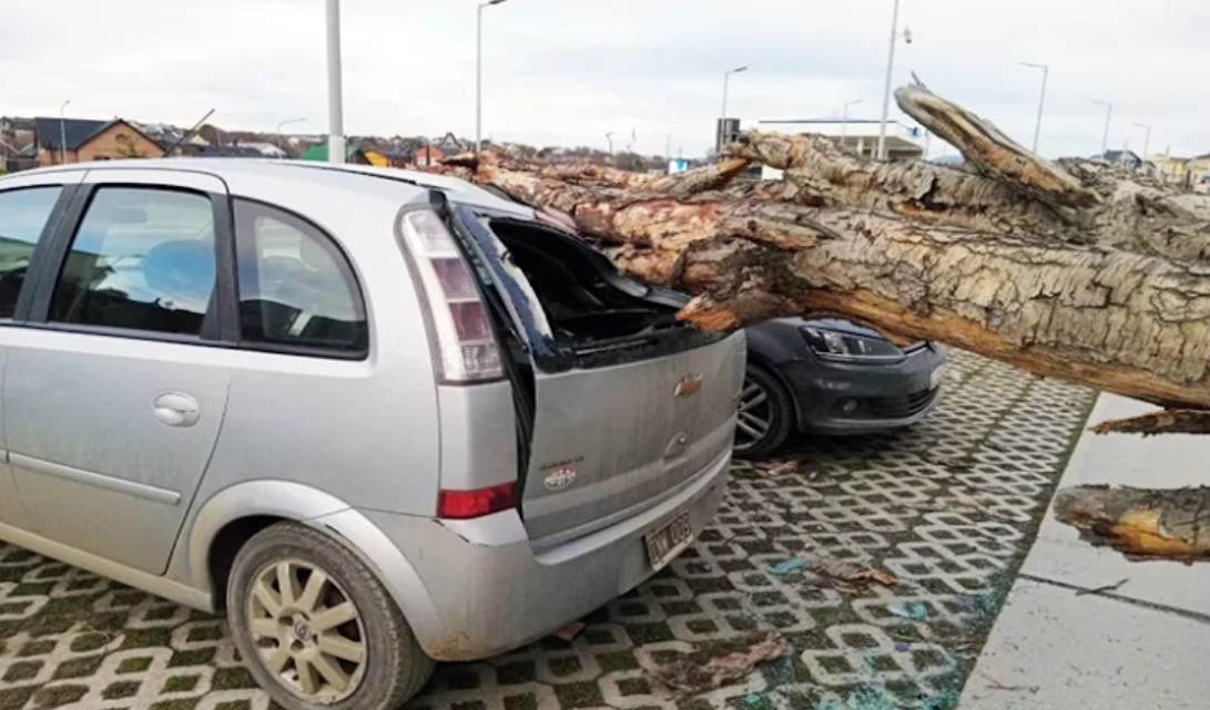 Árbol aplasto dos vehículos estacionados en la zona del Pipo en Ushuaia Árbol aplasto dos vehículos estacionados en la zona del Pipo en Ushuaia
