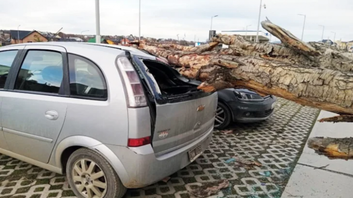 Árbol aplasto dos vehículos estacionados en la zona del Pipo en Ushuaia