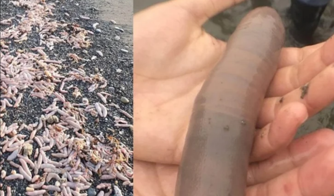 Aparecieron en las costas de Rio Grande, miles de peces pene Aparecieron en las costas de Rio Grande, miles de peces pene