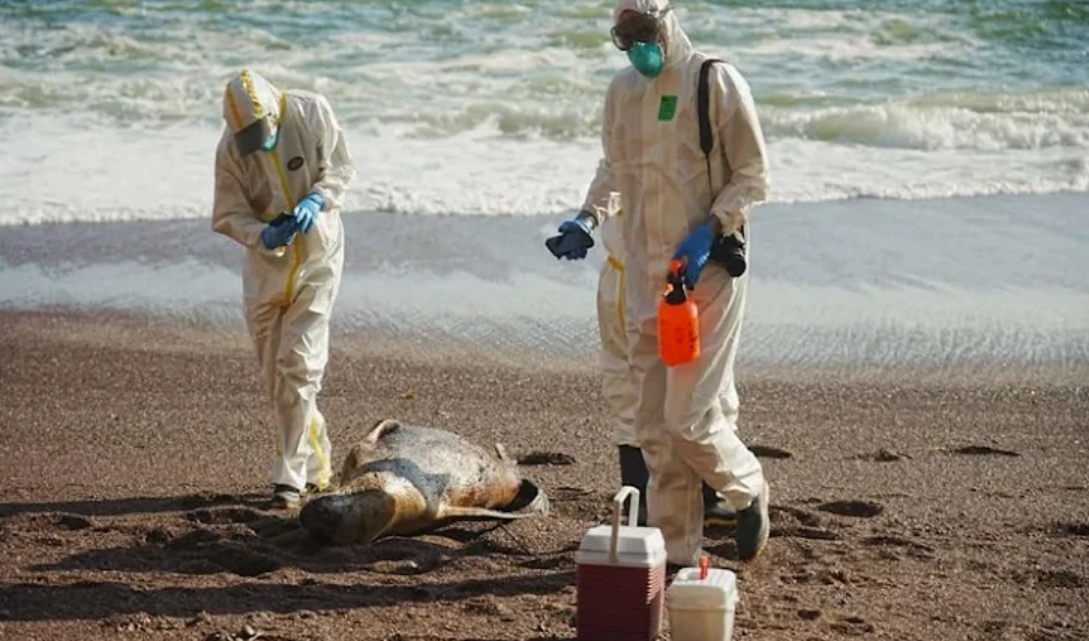 Confirman desde SENASA muerte de lobos marinos por gripe aviar H5 en TDF Confirman desde SENASA muerte de lobos marinos por gripe aviar H5 en TDF