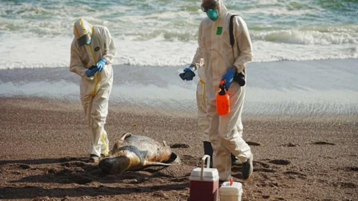 Confirman desde SENASA muerte de lobos marinos por gripe aviar H5 en TDF
