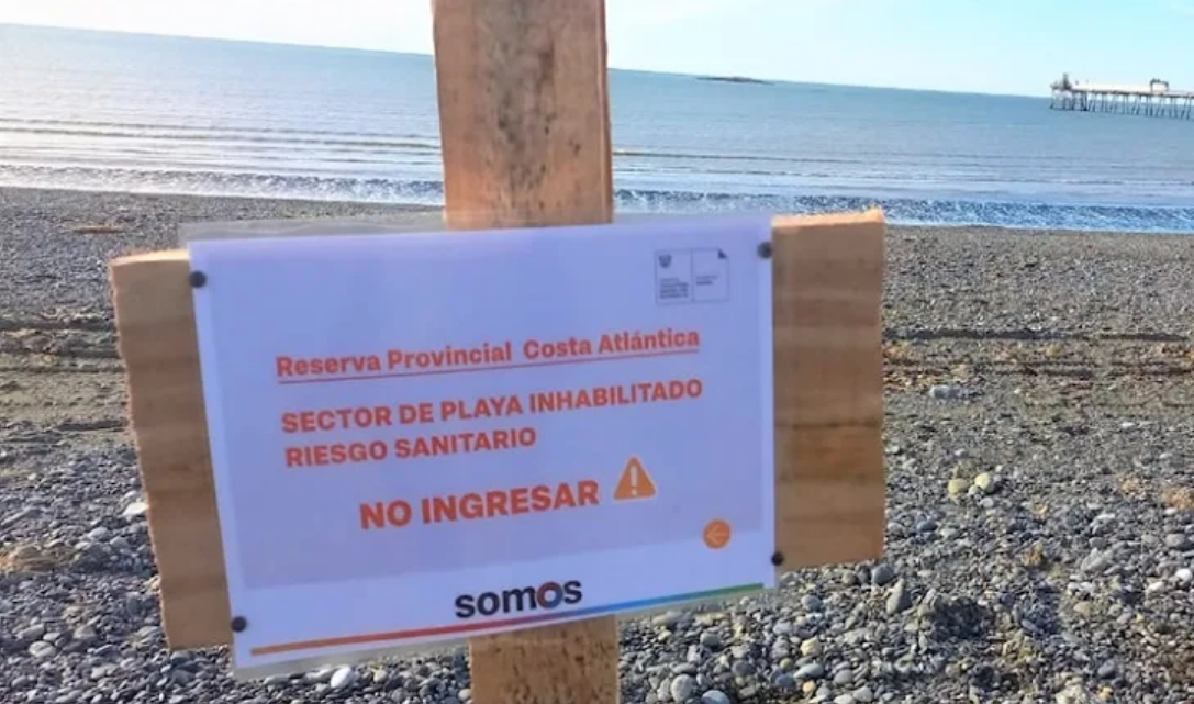 Gripe aviar en lobos marinos, prohiben ingreso a la costa