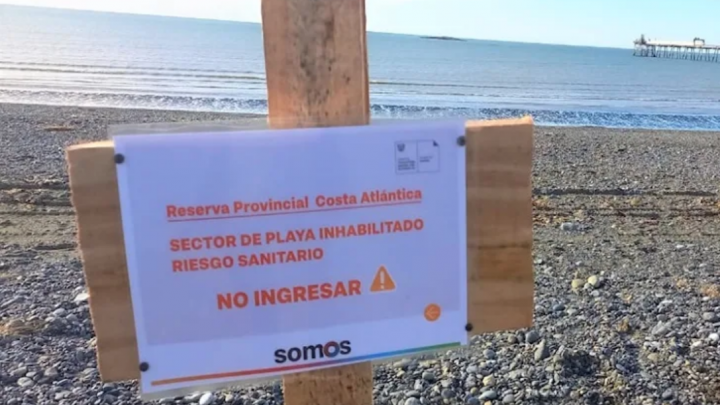 Gripe aviar en lobos marinos, prohiben ingreso a la costa