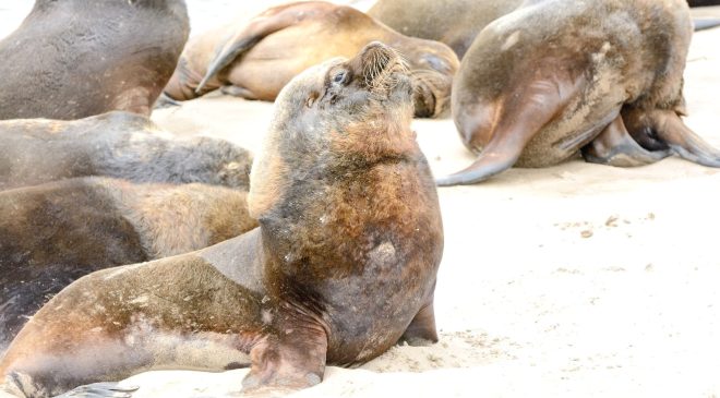 Activan protocolo del SENASA por el varamiento de lobos marinos Activan protocolo del SENASA por el varamiento de lobos marinos