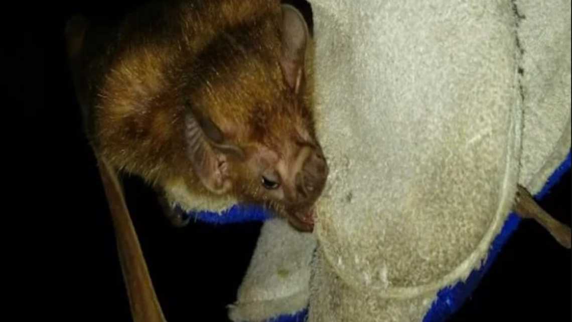 Murcielagos con rabia en TDF, piden no tocarlos y ademas vacunar a las mascotas Murcielagos con rabia en TDF, piden no tocarlos y ademas vacunar a las mascotas