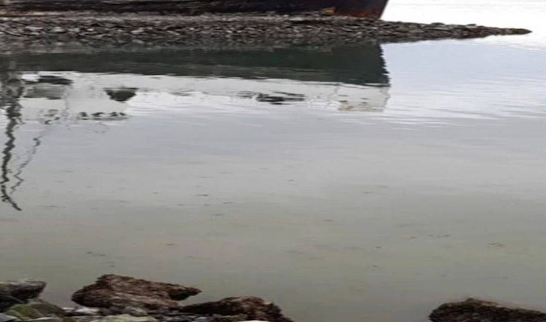 Lobo marino muerto en la Bahia de Ushuaia