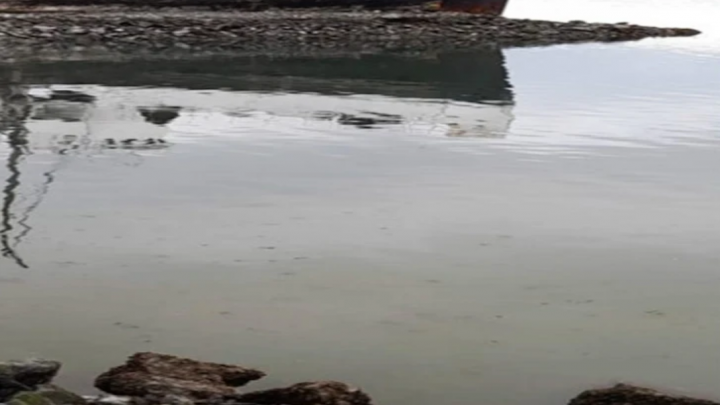 Lobo marino muerto en la Bahia de Ushuaia
