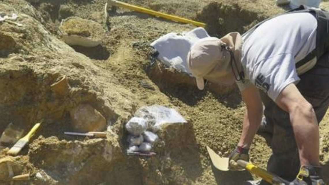 Sorprendente hallazgo en Chubut: descubrieron el esqueleto de una nueva especie de gigante marino que convivió con los dinosaurios