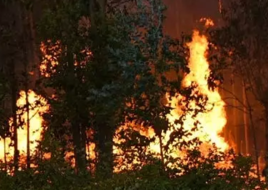 Incendio de bosque y localizaron a personas haciendo fuego a pesar de la prohibición Incendio de bosque y localizaron a personas haciendo fuego a pesar de la prohibición