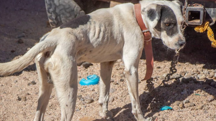 A través de la línea 147, se pueden denunciar situaciones de maltrato animal 